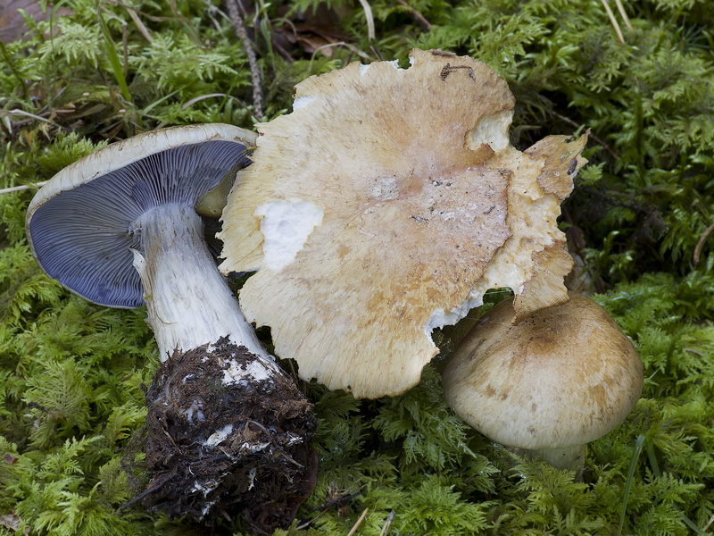 Cortinarius glaucopus